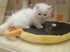 -momokira米努特·德文卷毛猫·棉花面纱犬