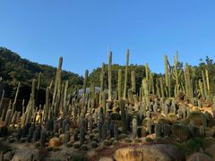 -深圳仙湖植物园-停车场