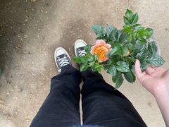 -金陵花卉交易市场