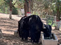 -青藏高原野生动物园