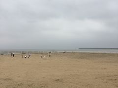 -碧海金沙