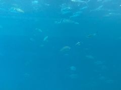 -海棠湾洲际-涛·海底餐厅·美人鱼·自助餐·海底隧道