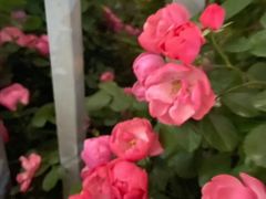 -白鹭湾湿地公园