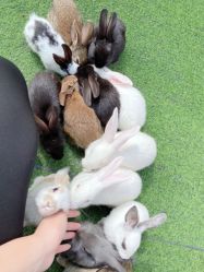 -萌宠亲子动物乐园(槐房万达店)