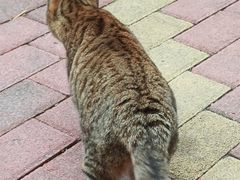 -米乐乖乖猫咪咖啡馆·猫咖(深圳湾后海汇店)