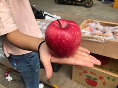 -双福水果批发市场