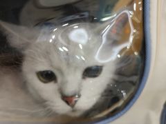 -全心全意连锁动物医院·微创中心·内科急重症·心脏专科(丰管路店)