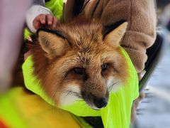 -宫城藏王狐狸村