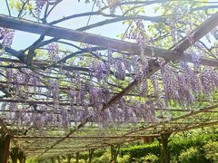 -嘉定紫藤园