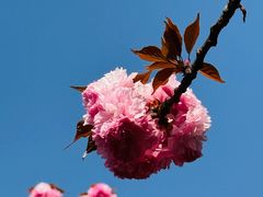 -高东镇樱花园