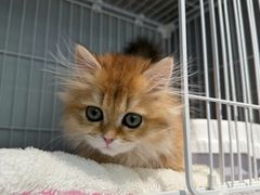 -翊宠yipet猫狗购宠庄园犬舍•猫舍