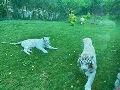 -北京野生动物园