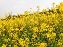 -桑洲油菜花景区