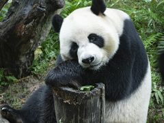 -广州长隆野生动物世界