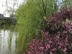 -南汇水蜜桃采摘(大团店)