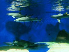 -秦皇岛新澳海底世界