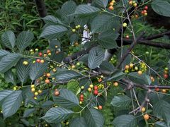 -铁山坪森林公园