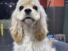 -宠宠熊宠物美容(星湖街店)