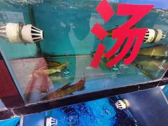 -老凯里酸汤鱼三十年老店