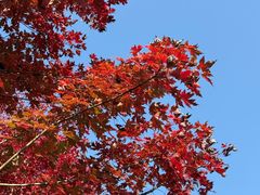 -南京枫彩漫城