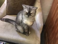 -猫色咖啡·猫咖