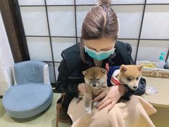 -逗柴咖啡屋·狗咖猫咖宠物桌游