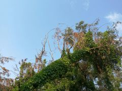 -狐尾山公园
