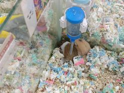 -神奇动物撸宠馆·羊驼·小浣熊·异宠(豫园店)