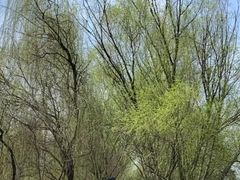 -洋湖国家湿地公园