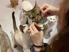 -Heymao猫咖.咖啡厅(东门店)