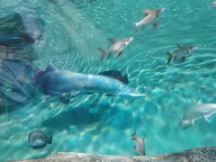 -上海海洋水族馆