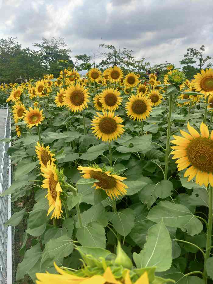 二沙岛宏城公园-"向日葵,应该说是太阳花吧,是小的没有瓜子.