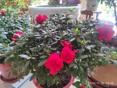 -天津东丽湖风景区