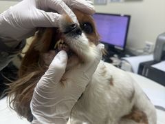 -美联众合动物医院·24h转诊中心