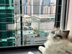 -楼上猫咖(罗湖店)