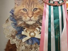 -猫十亿·布偶金渐层·曼基康矮脚猫舍(青年路店)