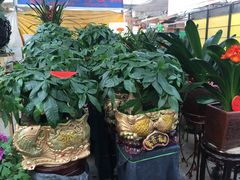 -秦美花卉(天朗·莱茵小城2期店)