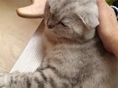 -猫咪派对(江南西店)