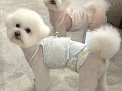 -帕帕拉兹宠物(亚洲旗舰店)