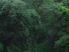 -黄葛古道