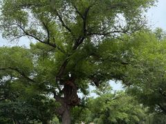 -北陵公园