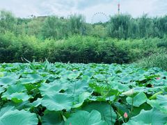 -白鹿原影视城