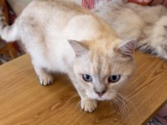 -Let's go狗咖·猫咖·奶狗·桌游(春熙路IFS店)