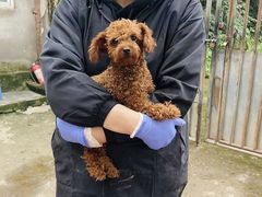 -成都爱之家动物救助中心