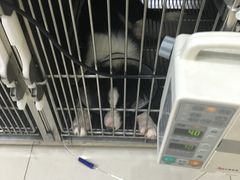 -瑞派康怡24h宠物医院·犬猫医疗中心·微创绝育(瑞景分院)