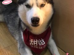 -Husky Go! 哈士奇体验馆·宠物咖啡厅狗咖