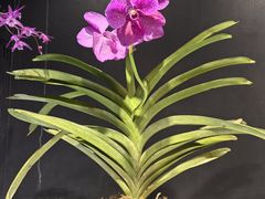 -北京植物园-展览温室