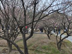 -香雪海