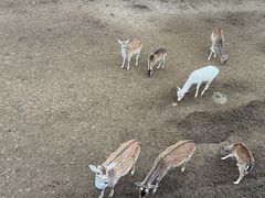 -青藏高原野生动物园
