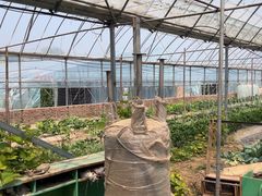 -庞各庄翠芳园西瓜蔬菜基地采摘园